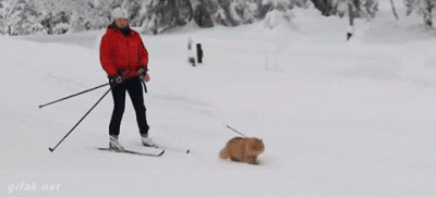 post-1976-0-48503400-1456007822_thumb.gif